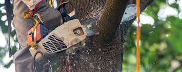 Best Lawn Watering Services  in Willows, CA