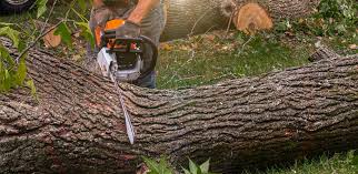 Best Tree Health Inspection  in Willows, CA