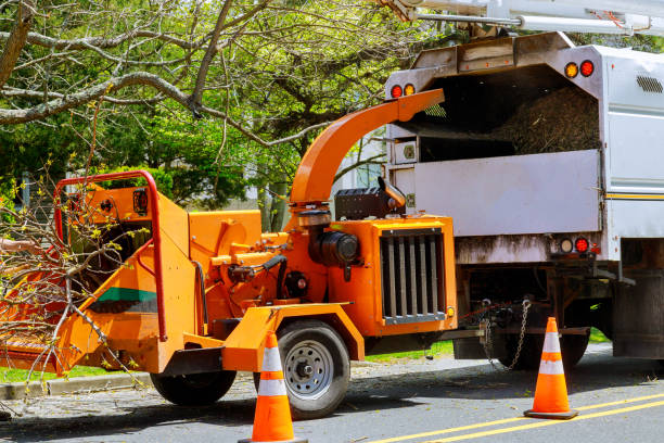 Best Emergency Tree Removal  in Willows, CA