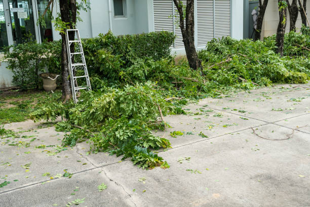 How Our Tree Care Process Works  in  Willows, CA