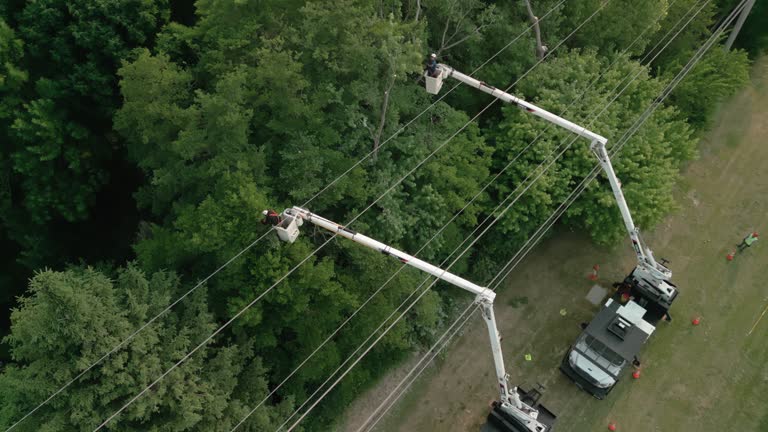Trusted Willows, CA Tree Services Experts
